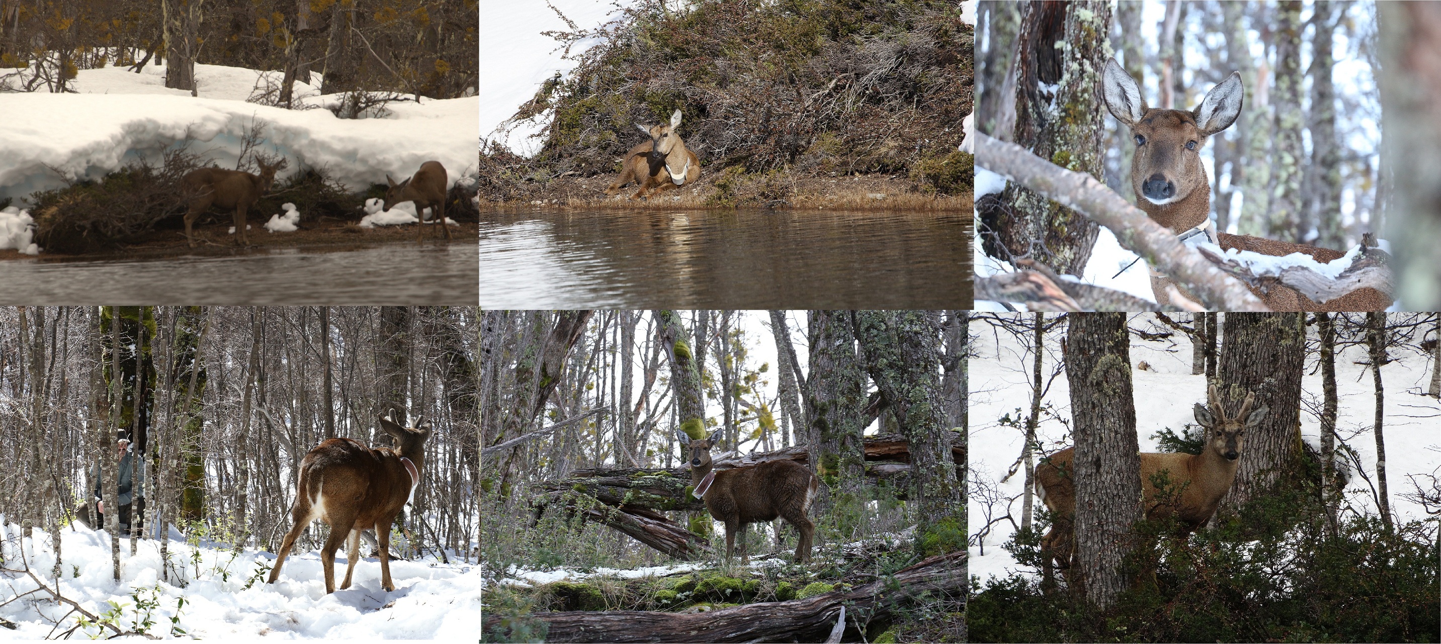 all 6 huemul